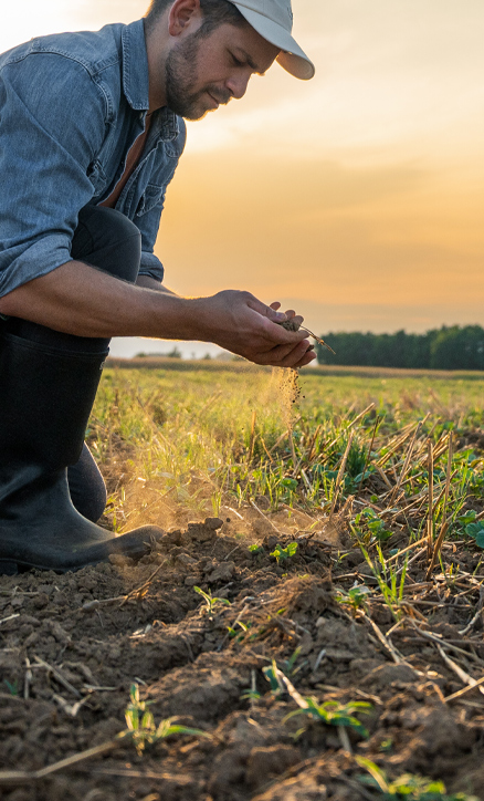 Farmer inspecting soil